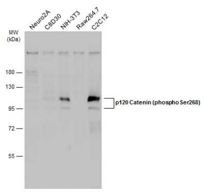 Western Blot: p120-catenin [p Ser268] Antibody [NBP3-12923]